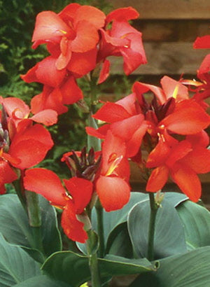 Canna Cannova Red Shades
