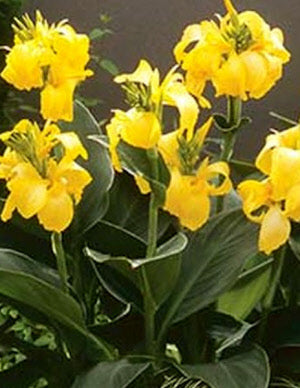 Canna Cannova Yellow