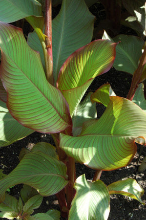 Canna edulis