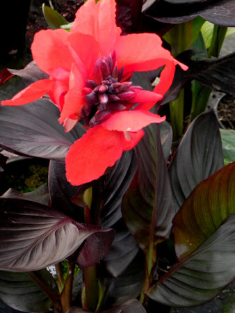 Canna Tropical Series Red Bronze