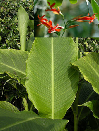 Canna tuerckheimii