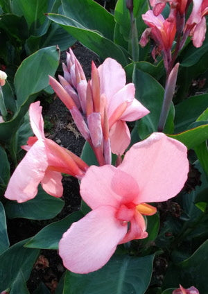 Canna Cannova Mango