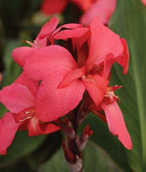 Canna Cannova Rose
