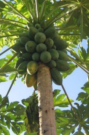 Carica papaya Honeydew