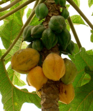 Vasconcellea pubescens
