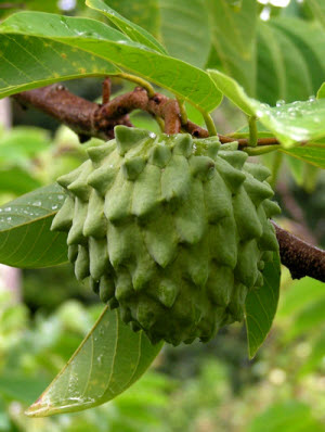 Annona cherimola