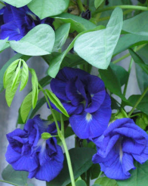 Clitoria ternatea Double Blue
