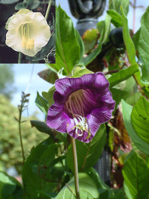 Cobaea scandens