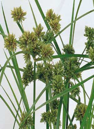 Cyperus glaber