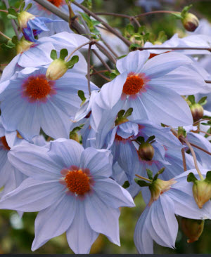 Dahlia imperialis caerulea