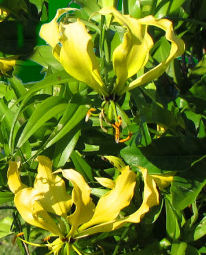 Gloriosa superba lutea