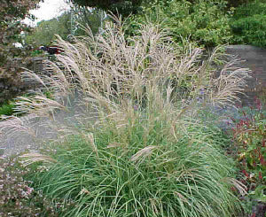 Miscanthus sinensis New Hybrids