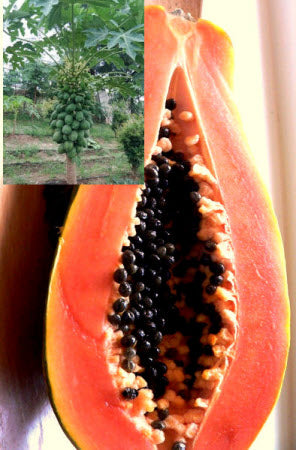 Carica papaya F1 Red Nemesis