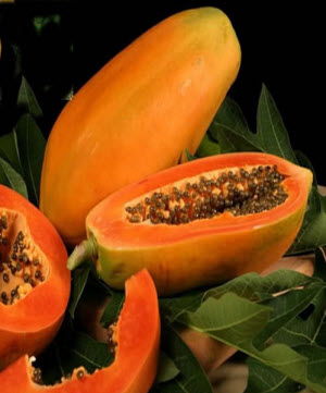 Carica papaya F1 Red Lady