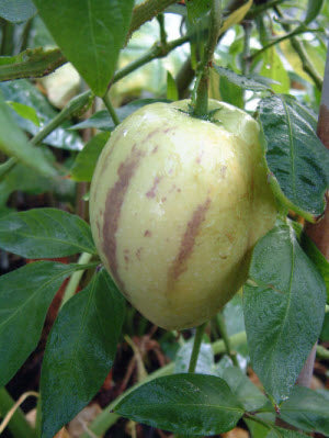 Solanum muricatum