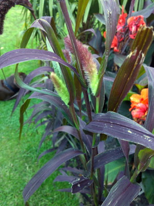 Setaria italica Red Jewel Millet