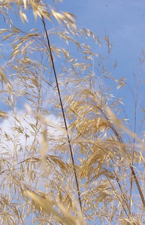 Stipa gigantea