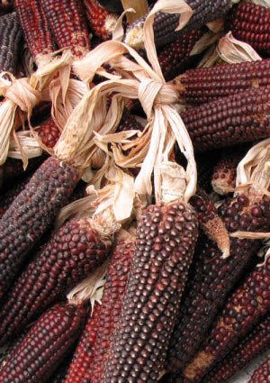 Sweet Corn Bloody Butcher
