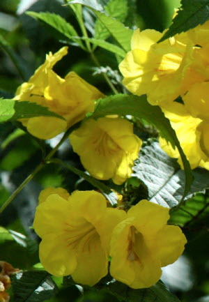 Tecoma stans