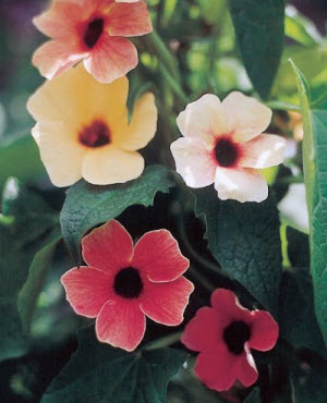 Thunbergia Alata African Sunset