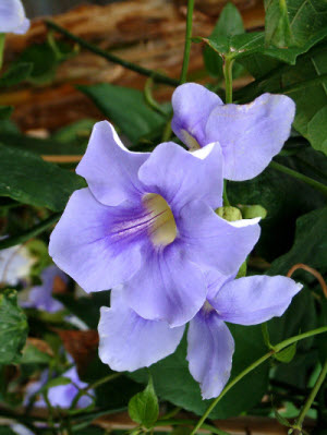 Thunbergia grandiflora