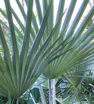 Trachycarpus ukhrulensis x princeps (Stonegate form)