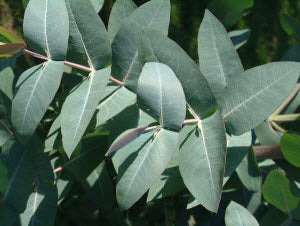 Eucalyptus