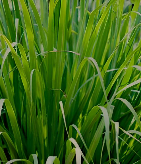 Cymbopogon citratus