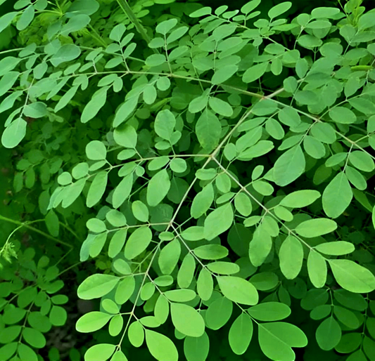 Moringa oleifera