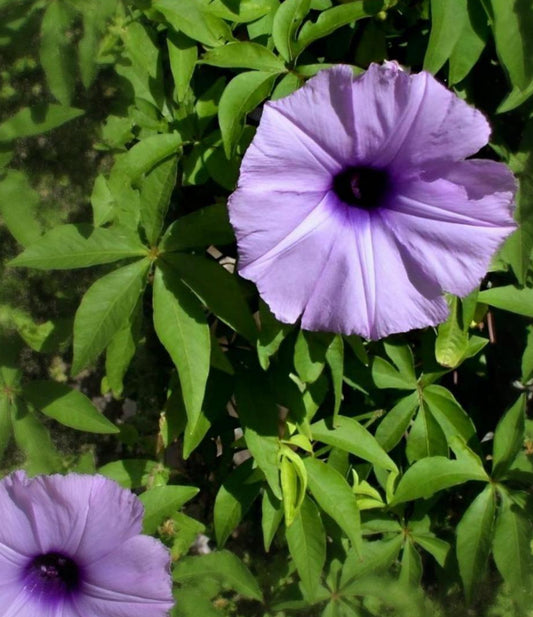 Ipomoea cairica (palmata)