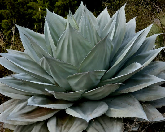 Agave ovatifolia 'Giant'