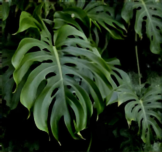 Monstera delicosa