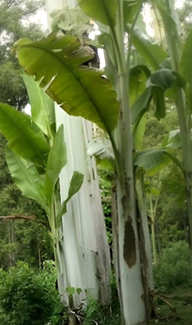 Musa ingens