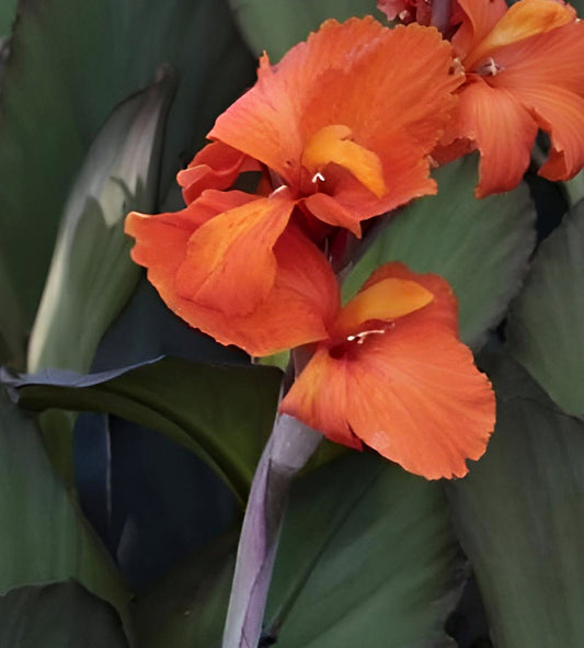 Canna Cannova Bronze Orange