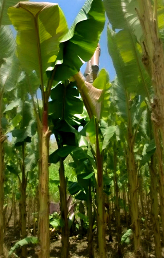 Musa itinerans var itinerans