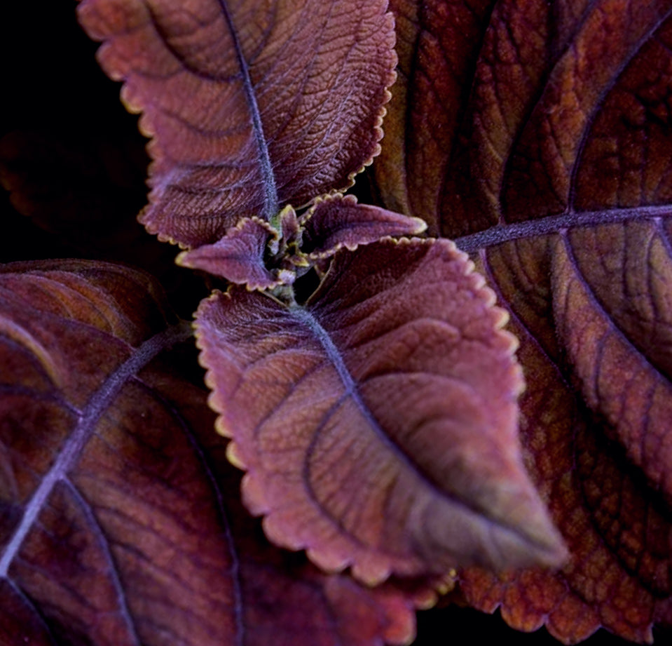 Coleus mesmerise rusty red