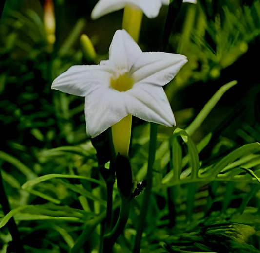 Ipomoea quamoclit 'White Feather'