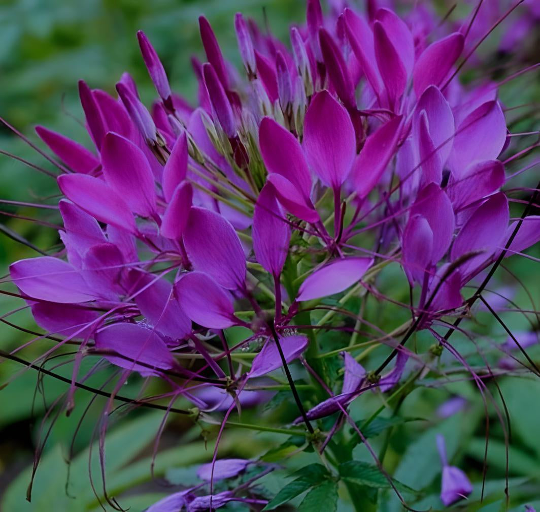 Cleome spinosa 'Violet Queen'