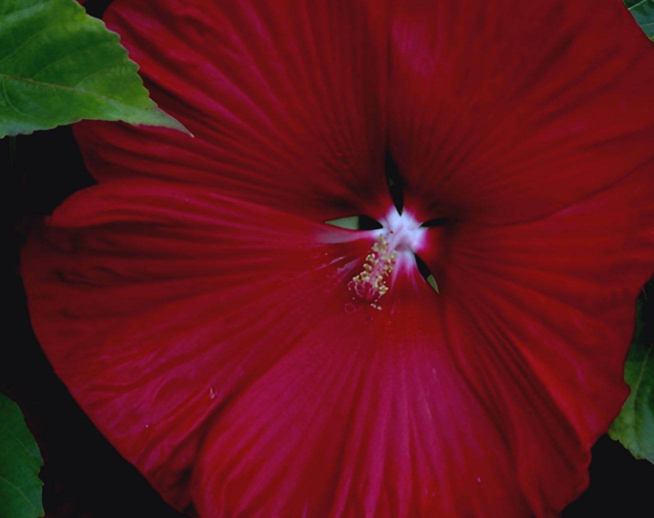 Hibiscus Honeymoon Deep Red