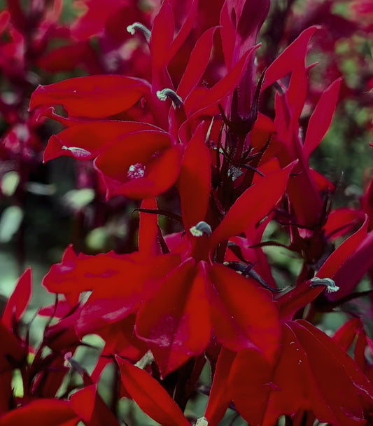 Lobelia Starship Scarlet