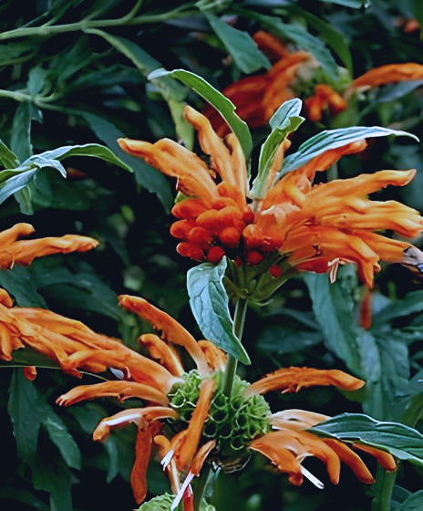 Leonotis leonurus