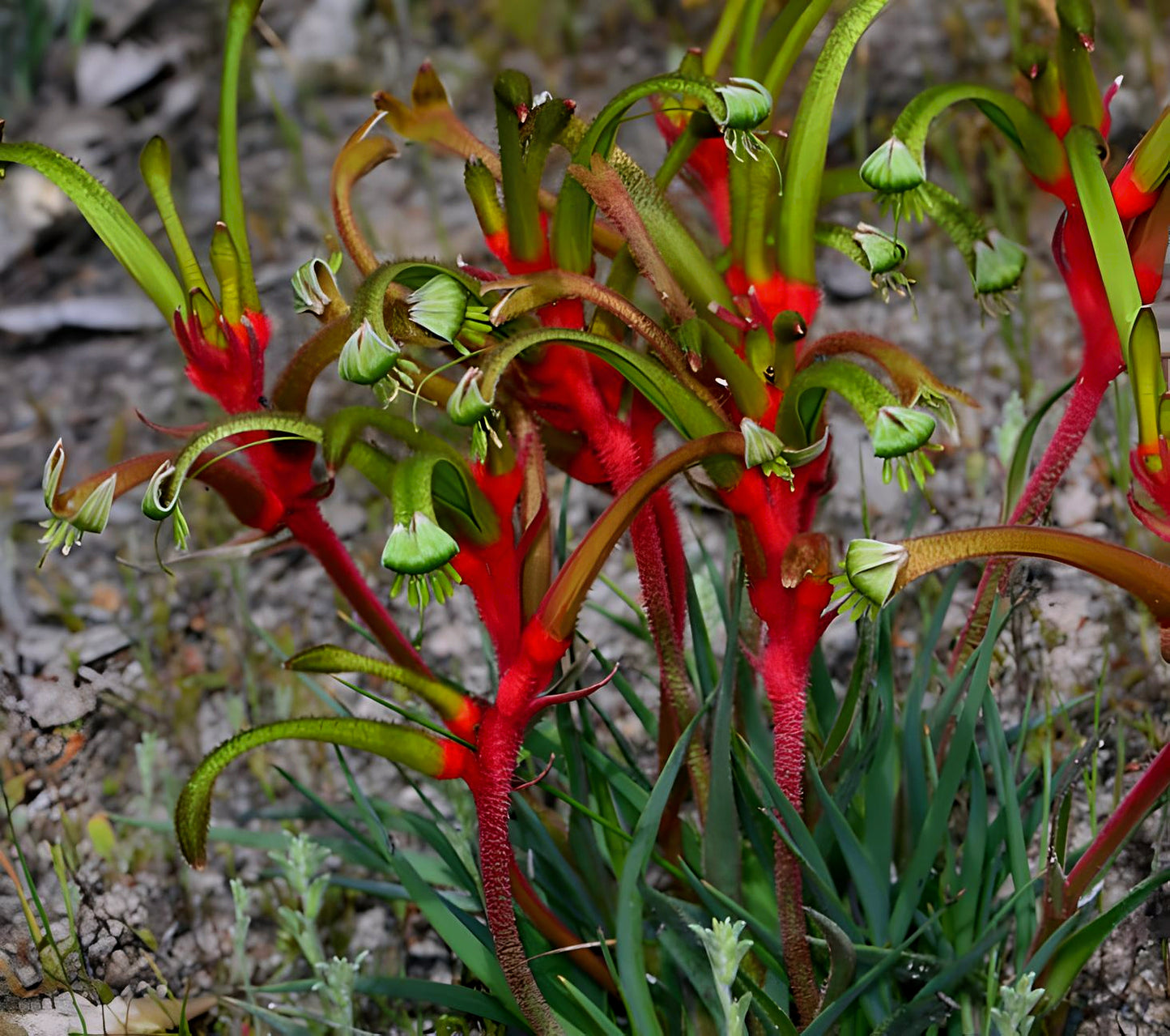 Anigozanthus bicolour