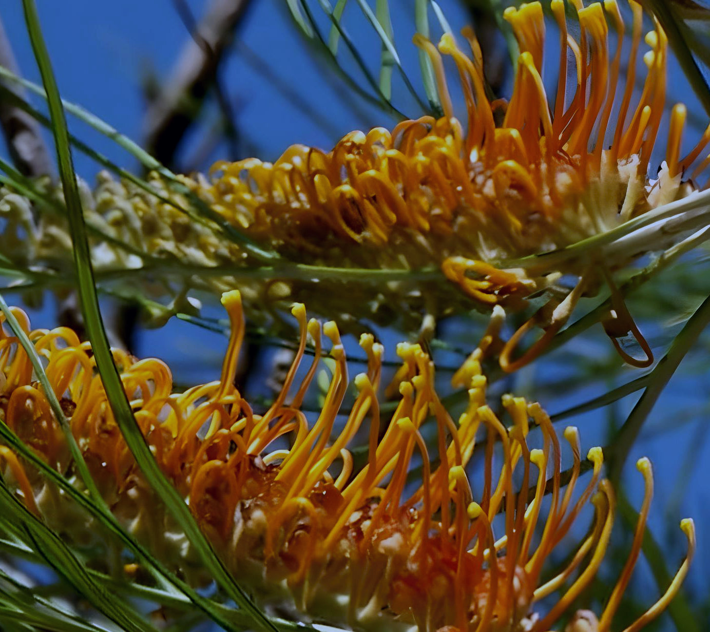 Grevillea pteridifolia