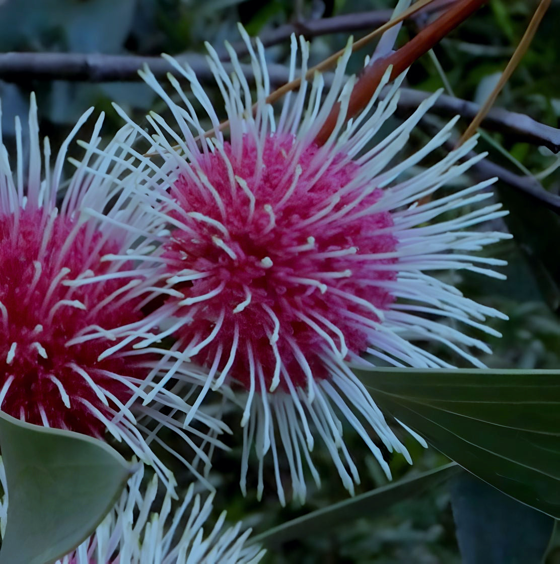 Hakea petiolaris