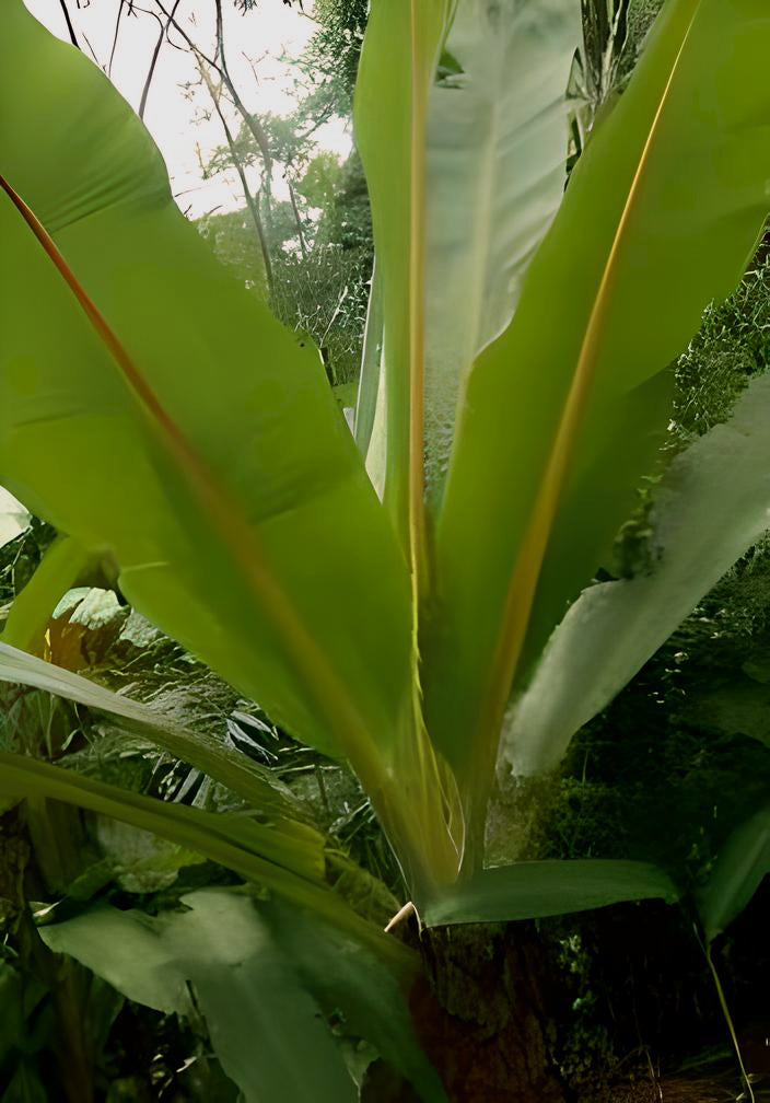 Ensete perrieri