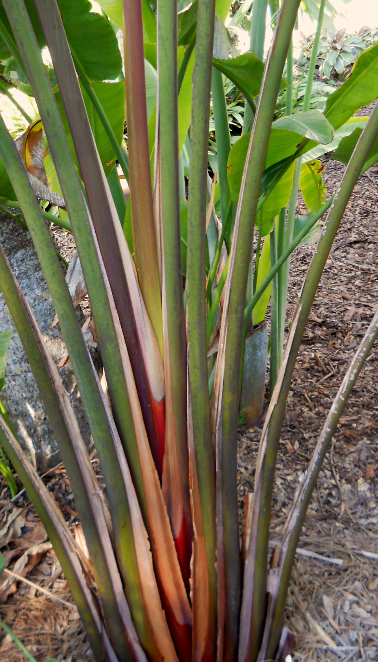 Ravenala sp 'Honkondambo'