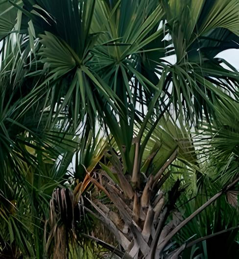 Sabal minor Cherokee