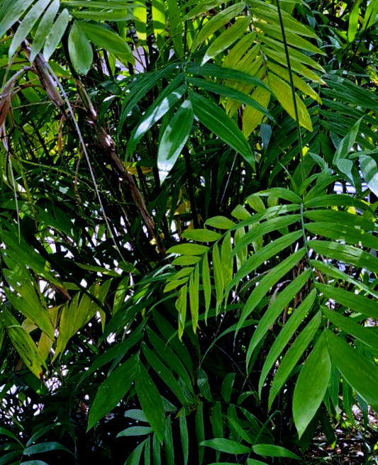 Chamaedora microspadix