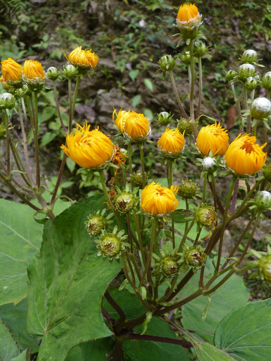 Erato vulcanica