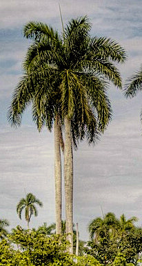 Roystonea regia